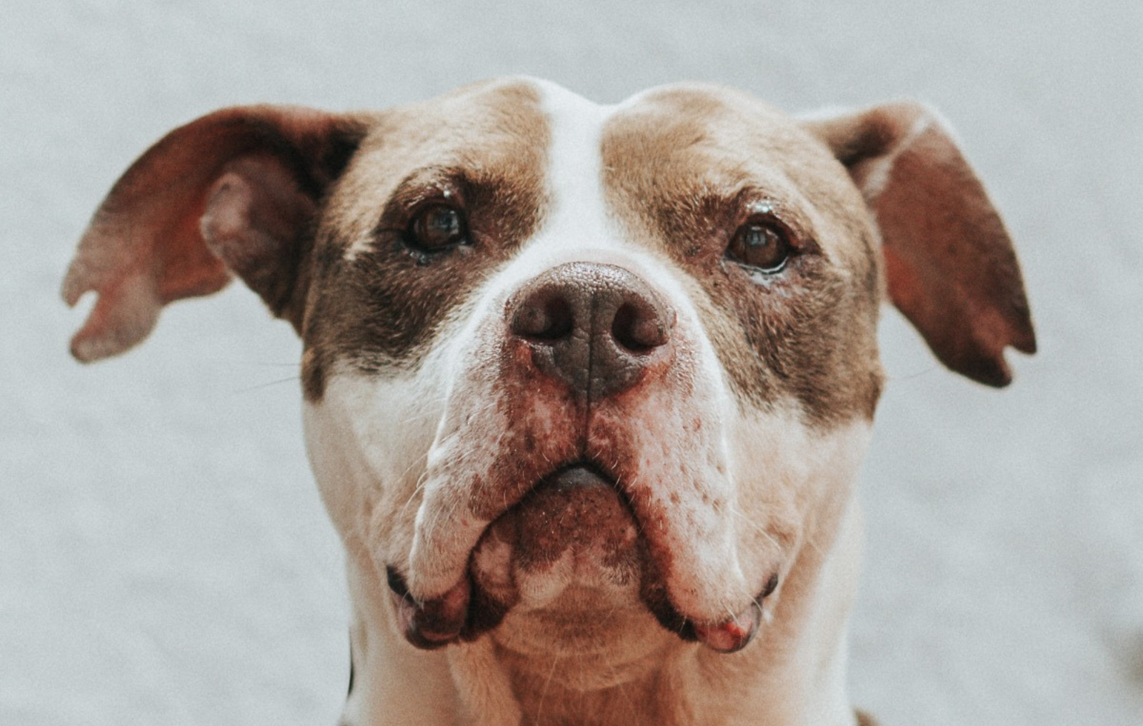 Perro de difícil manejo 